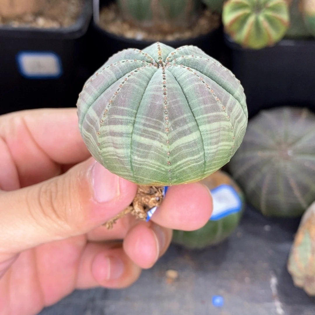 欧系实生布纹球多肉植物