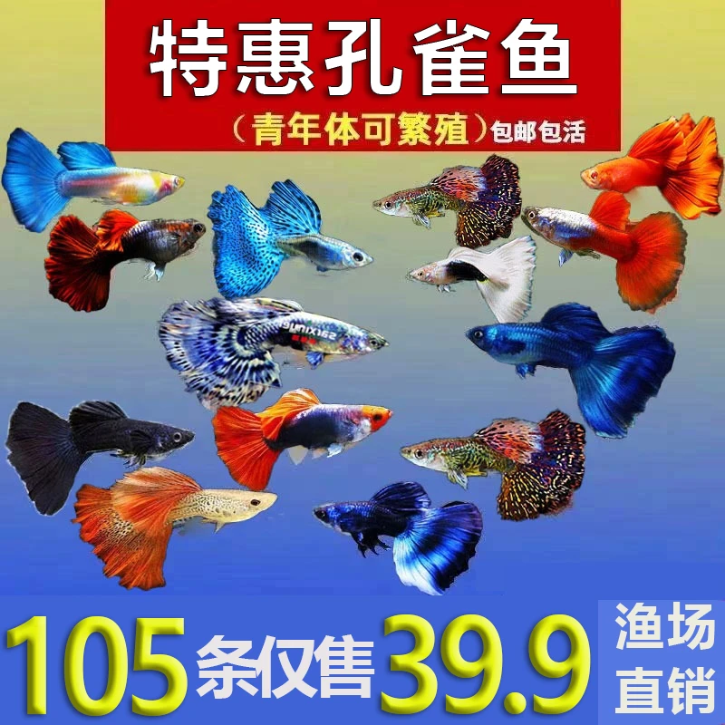 纯种孔雀鱼观赏鱼小鱼苗淡水胎生鱼活体好养斑马鱼小型热带鱼金鱼