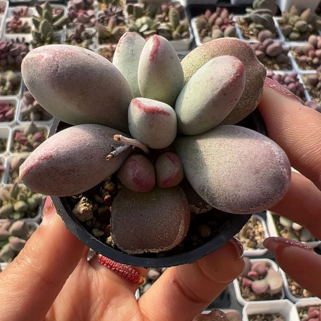 仙桃多肉植物水泡