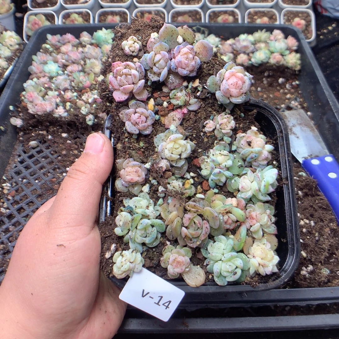 无花朵V14英语英语