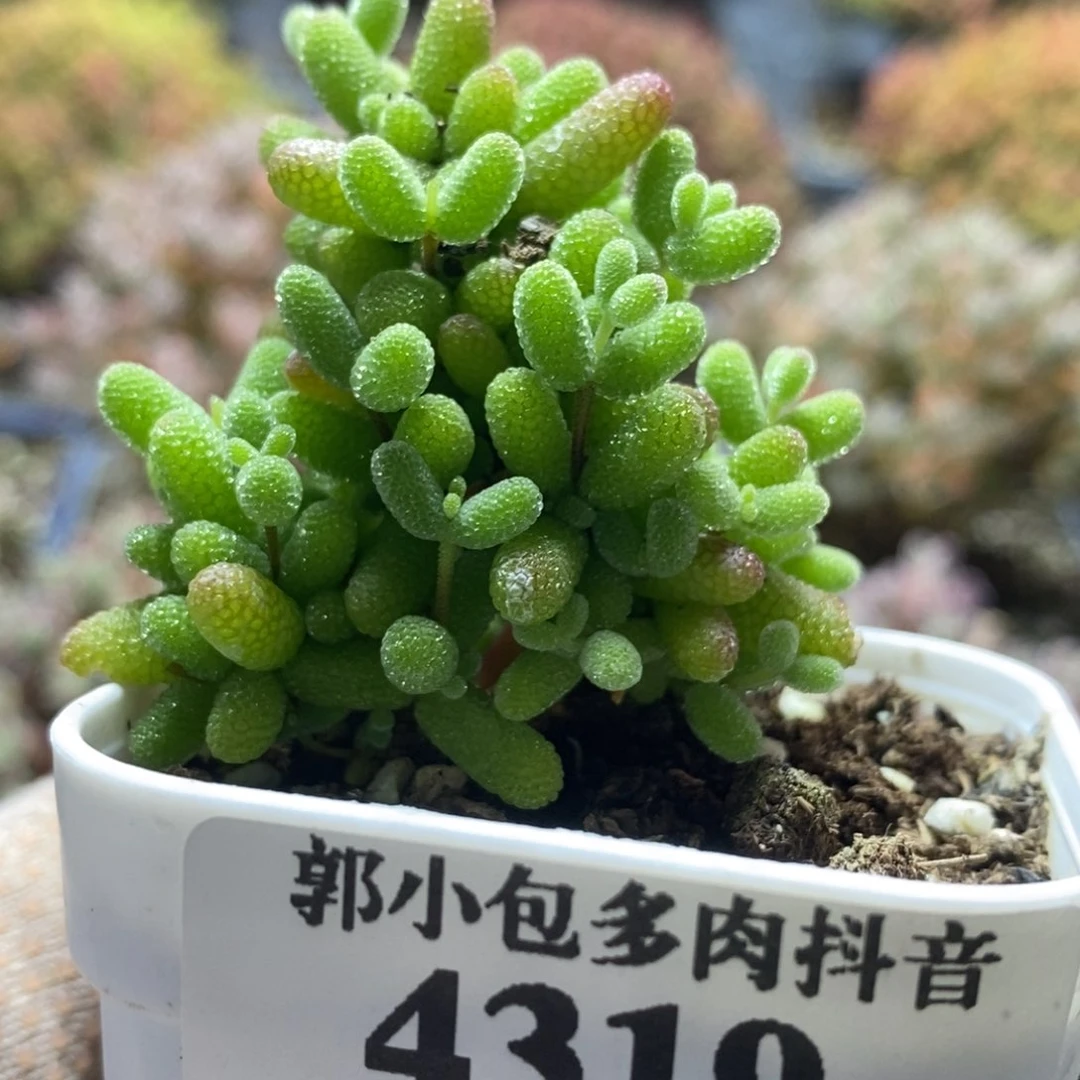 A****?金橘糖球4319枝干番杏