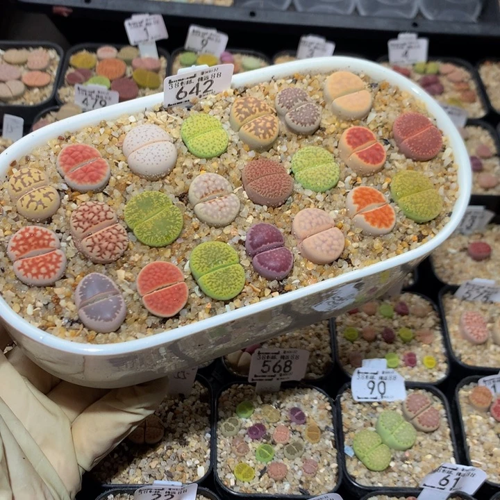 Ssssss好看得642