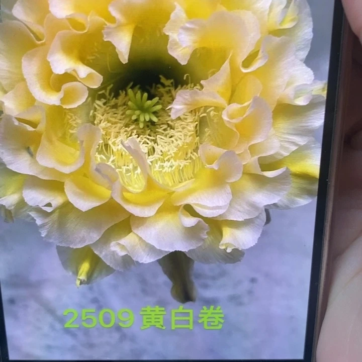 香香2509有气根侧芽2公分左右