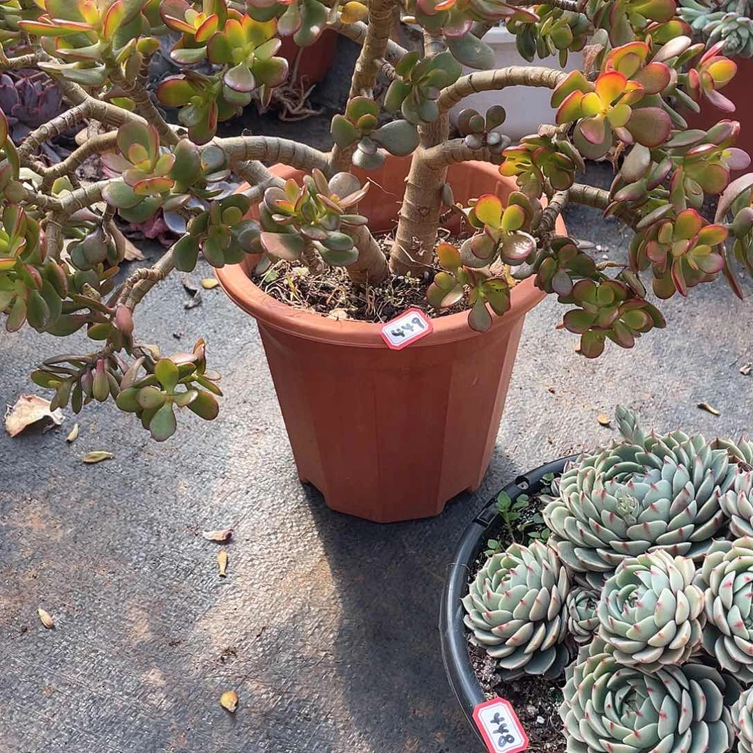 449花月 一物一拍多肉