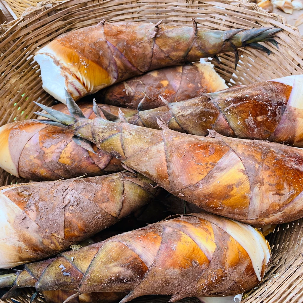 云南甜龙笋[顺丰冷链]现摘现发不用焯水的新鲜甜龙竹笋