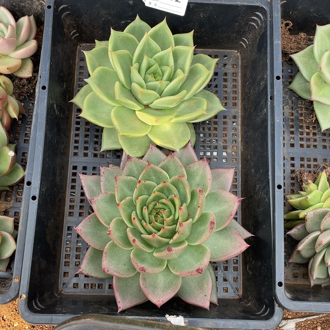 若如东云单拍A492