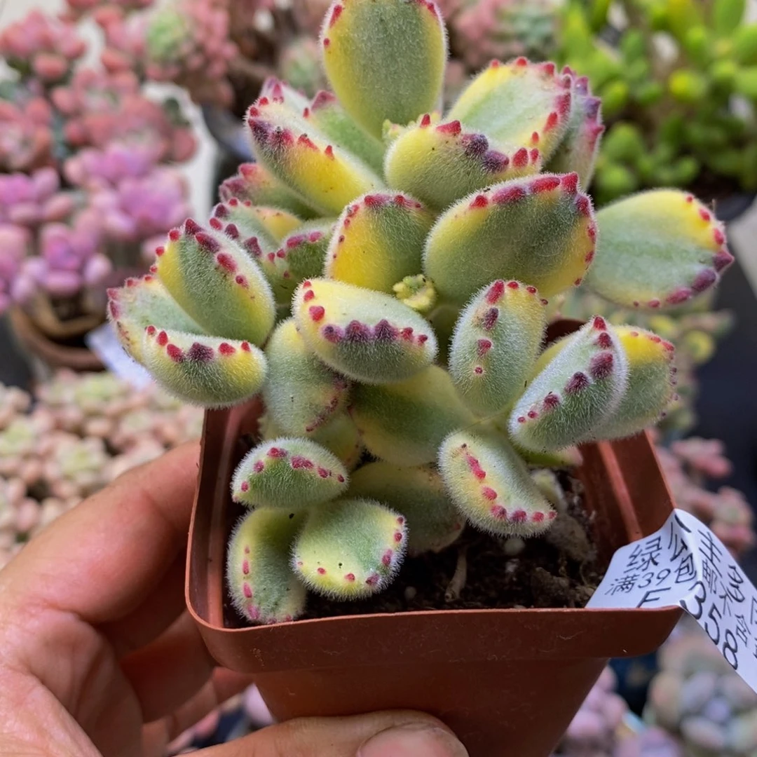 358彩熊6cm多肉轻微掉叶