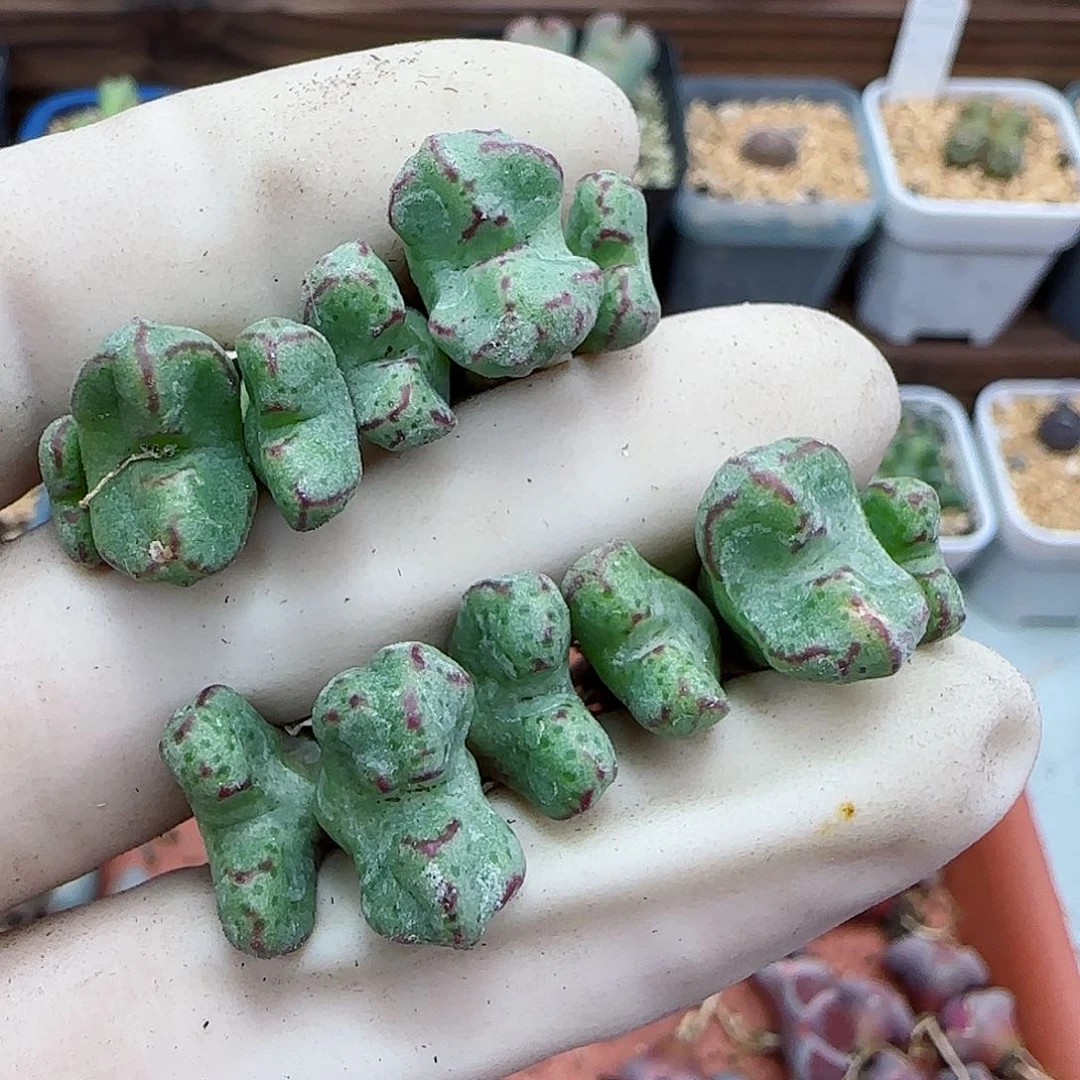 271平头斑马福利