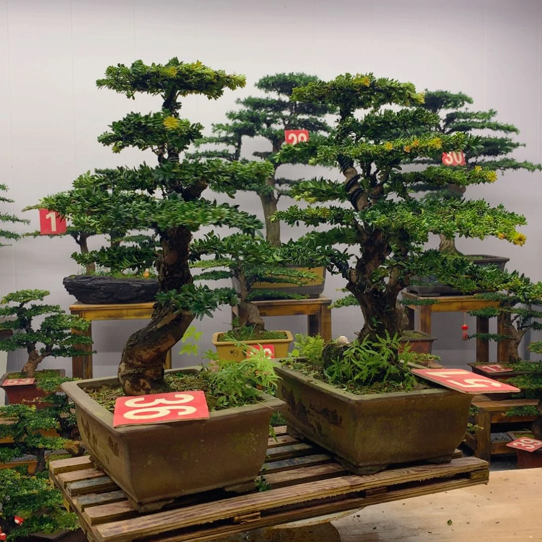 完全开放罗汉松盆景一对