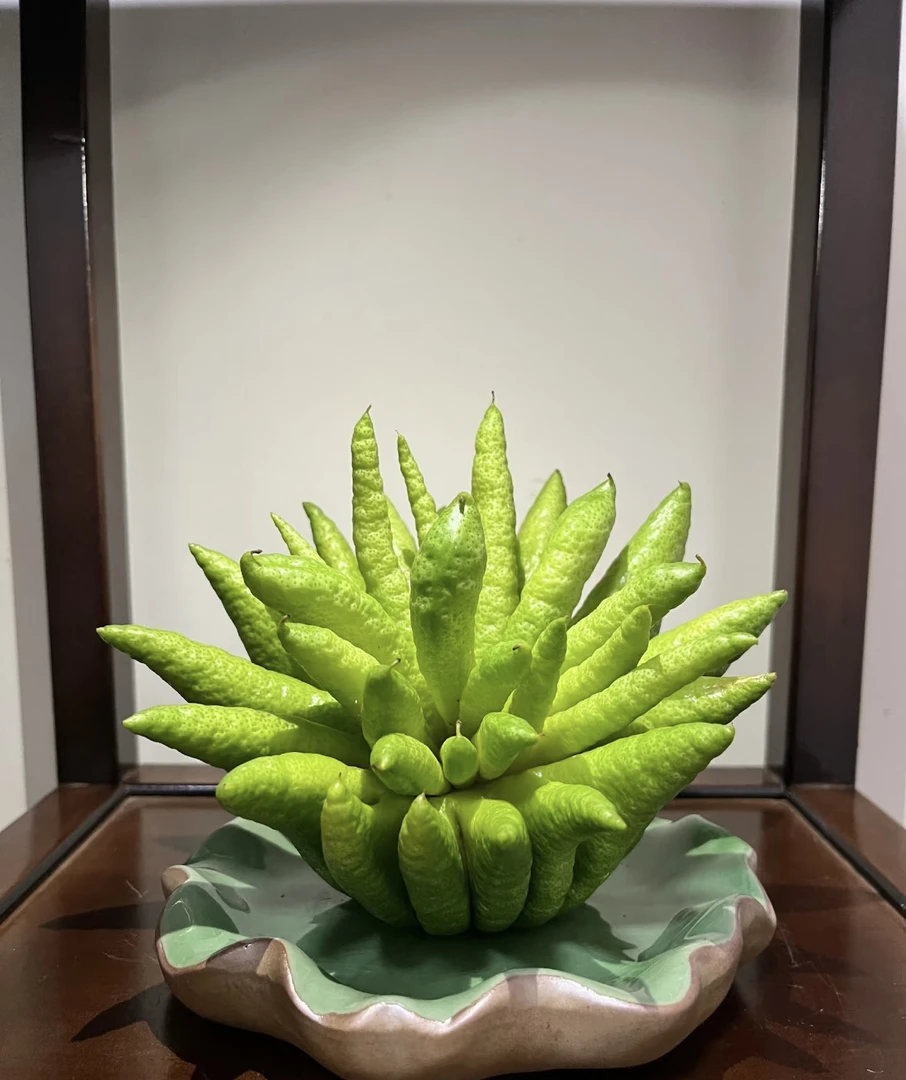 【精品大果佛手柑】佛手柑高端类花材  新鲜采摘云南基地直发