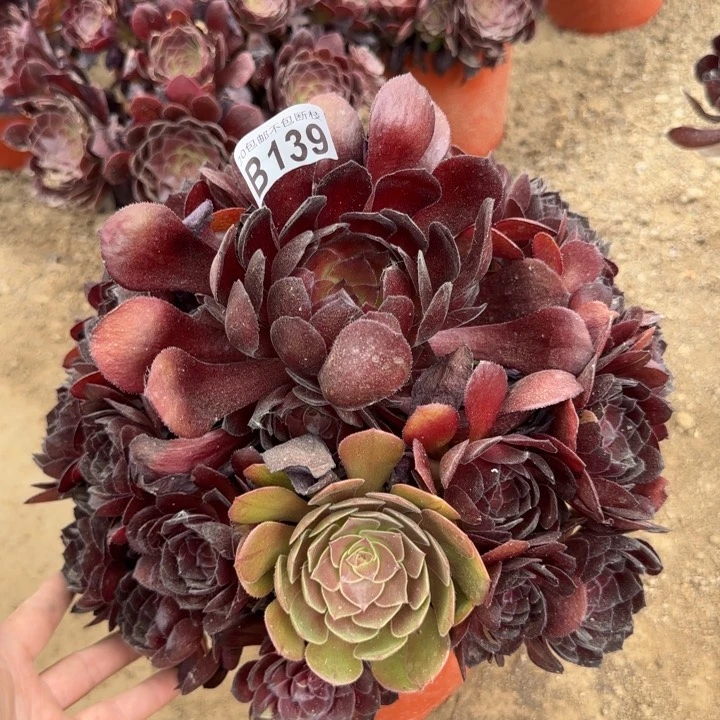 黑寡妇……多肉植物……