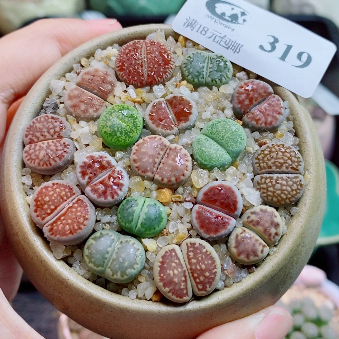 生石花花花花开了319