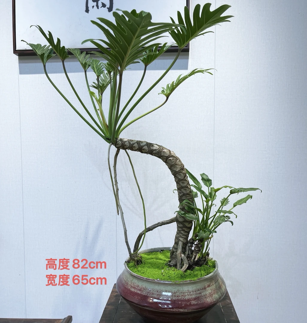 龙鳞小天使老桩室内高端绿植耐阴好养活适合茶室客厅装饰