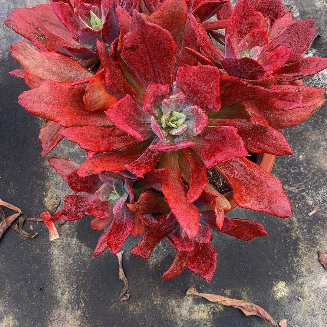 烟***梦钻石锦多肉植物群