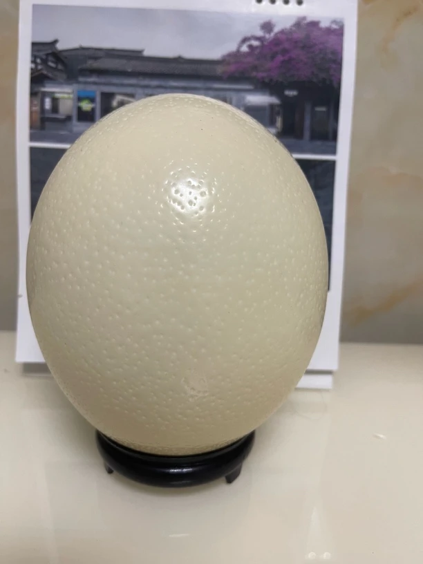 新鲜鸵鸟蛋养殖场直发