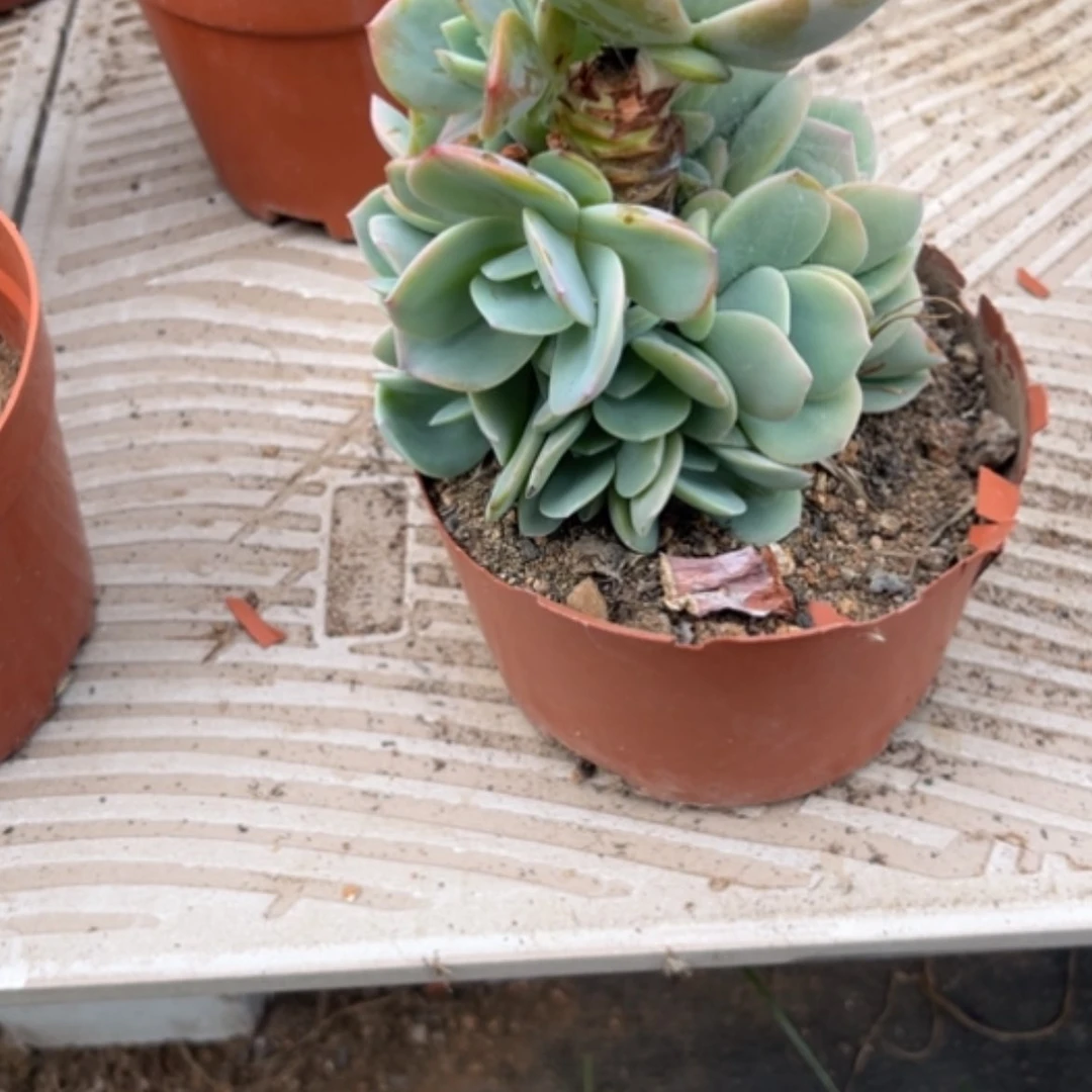 【闪购商品】宁***远白凤