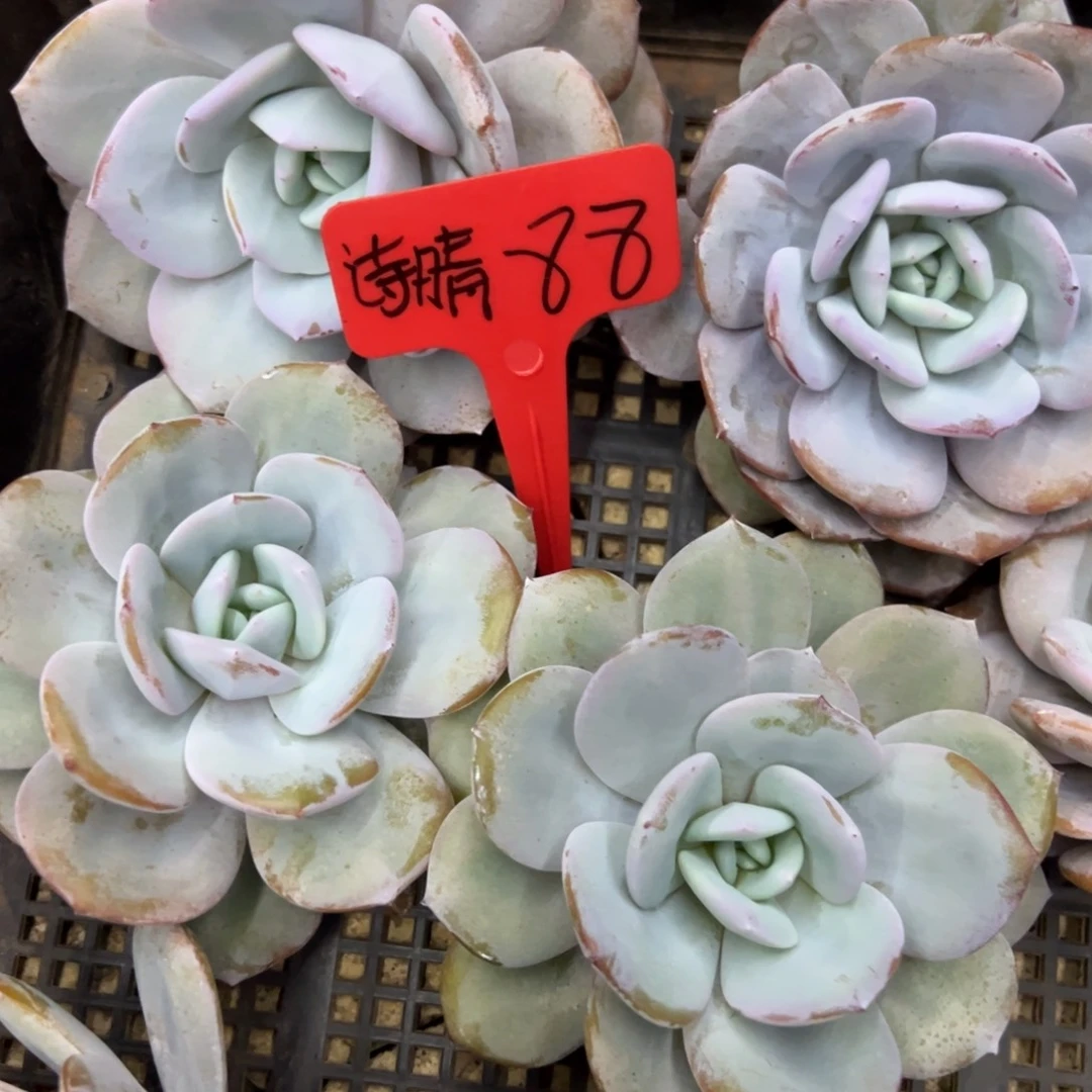 诗***艺诗晴88。