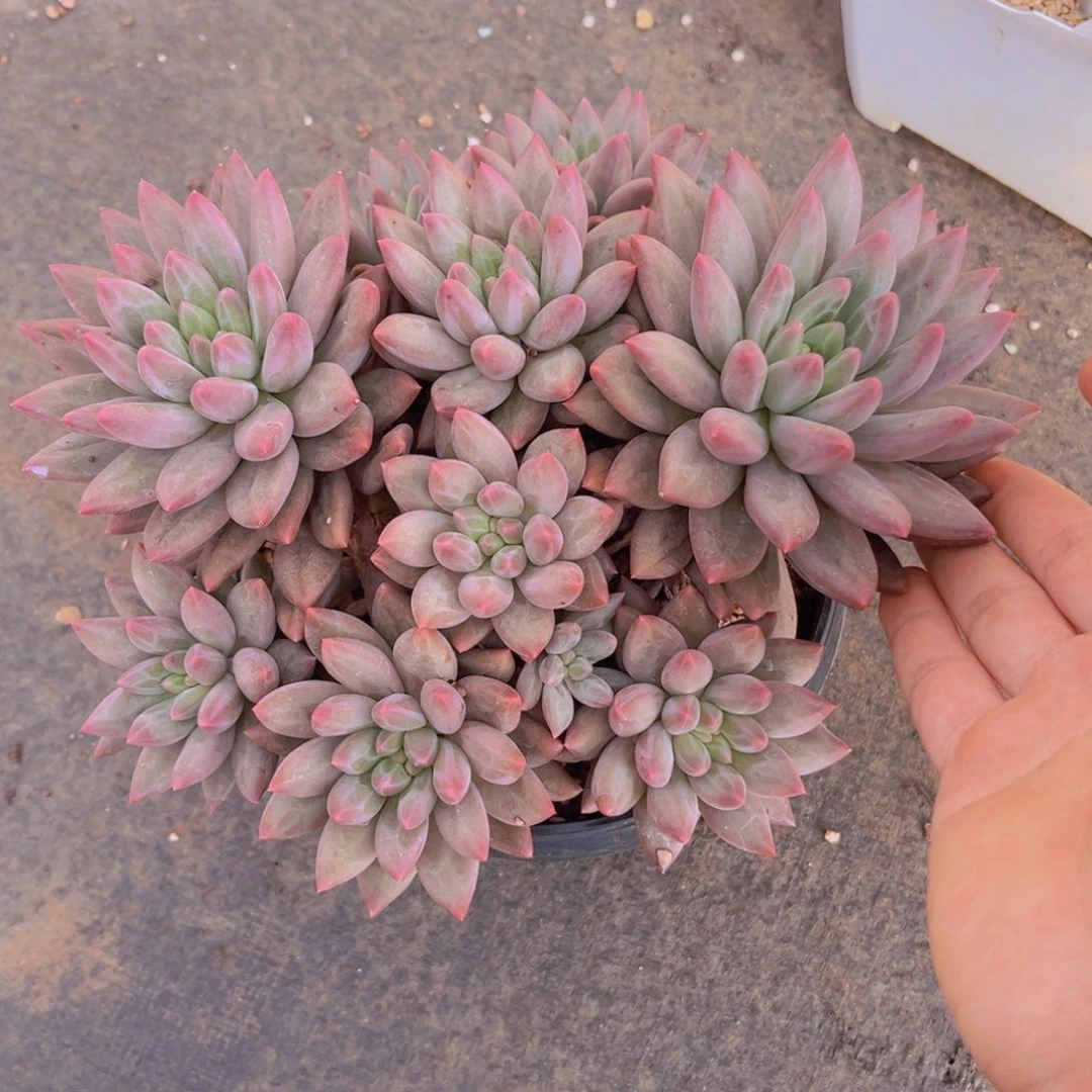 多肉植物多肉植物