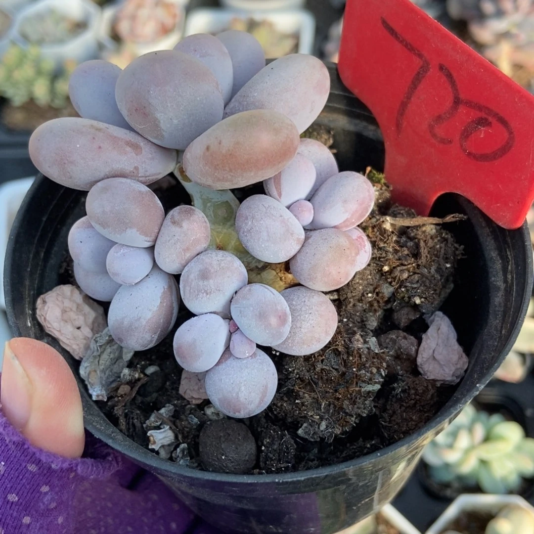 720橙雪球多肉植物