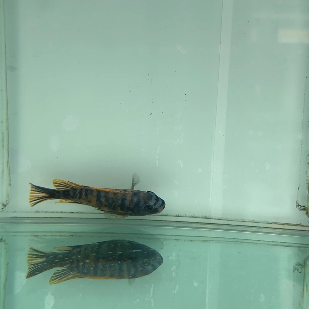 旧***单慈鲷1126那坎^_^^_^^_^^_^