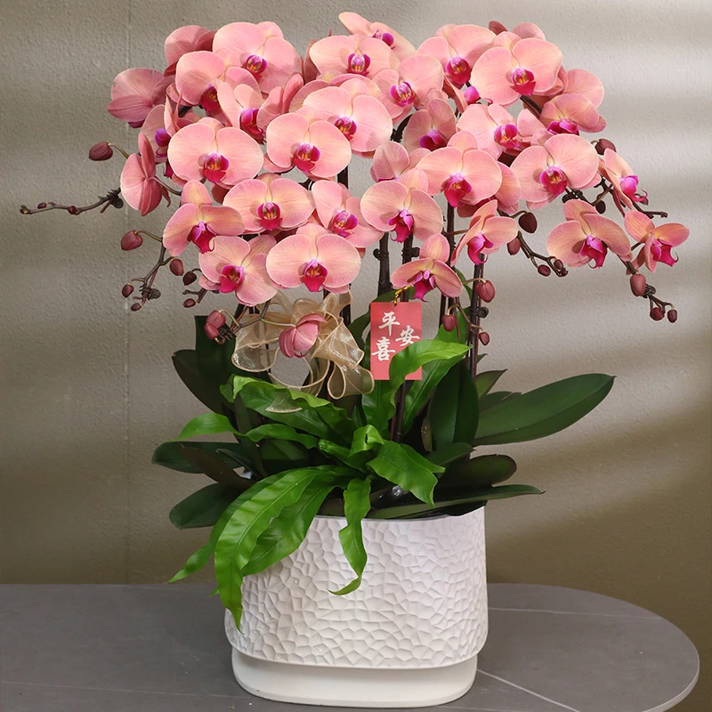 蝴蝶兰【欣欣向荣】带花带盆组好送礼茶桌伴手礼客厅婚礼美化装饰