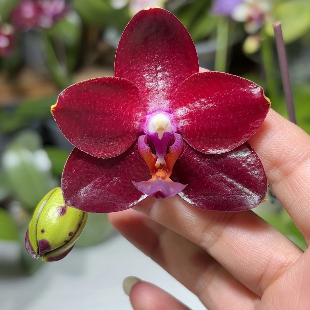 大部分开放少量花苞弥陀太阳国王