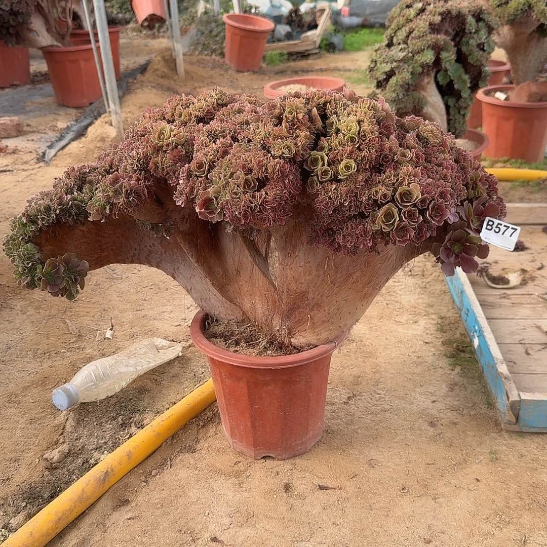 577玫瑰朵朵一颗呀呀