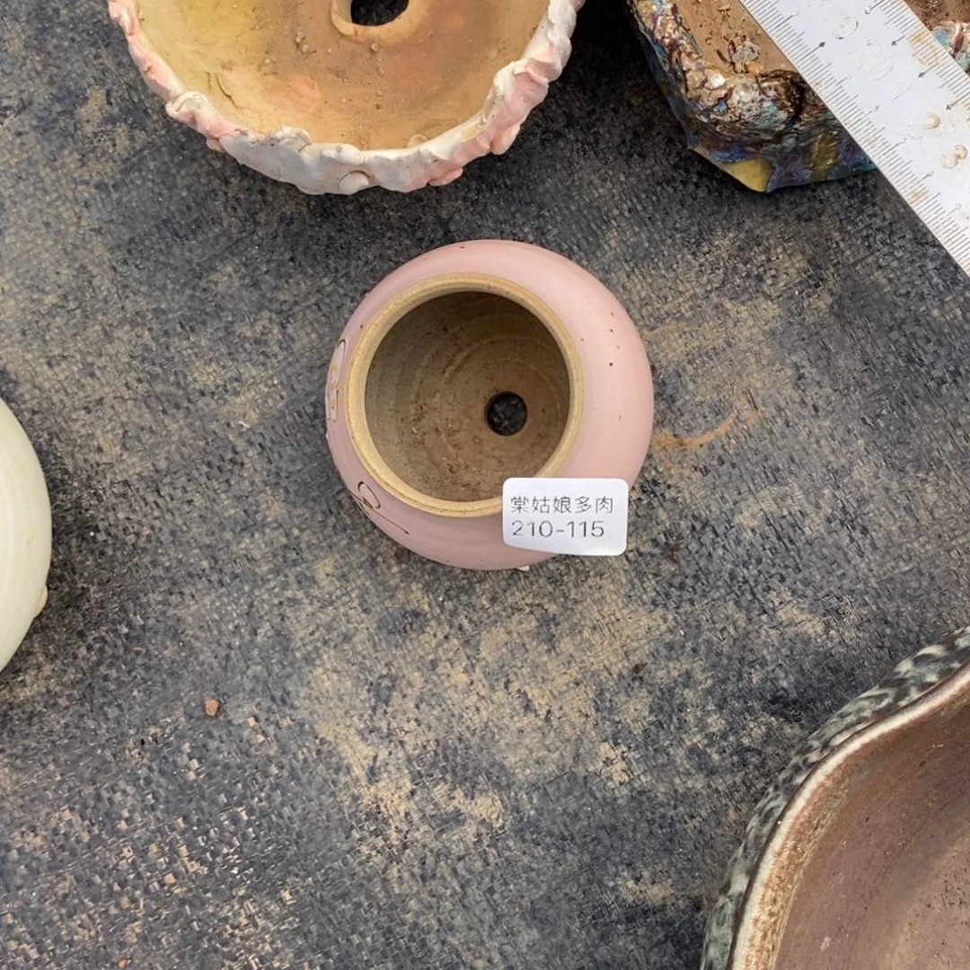 红陶橙**贝115号多肉盆yigy