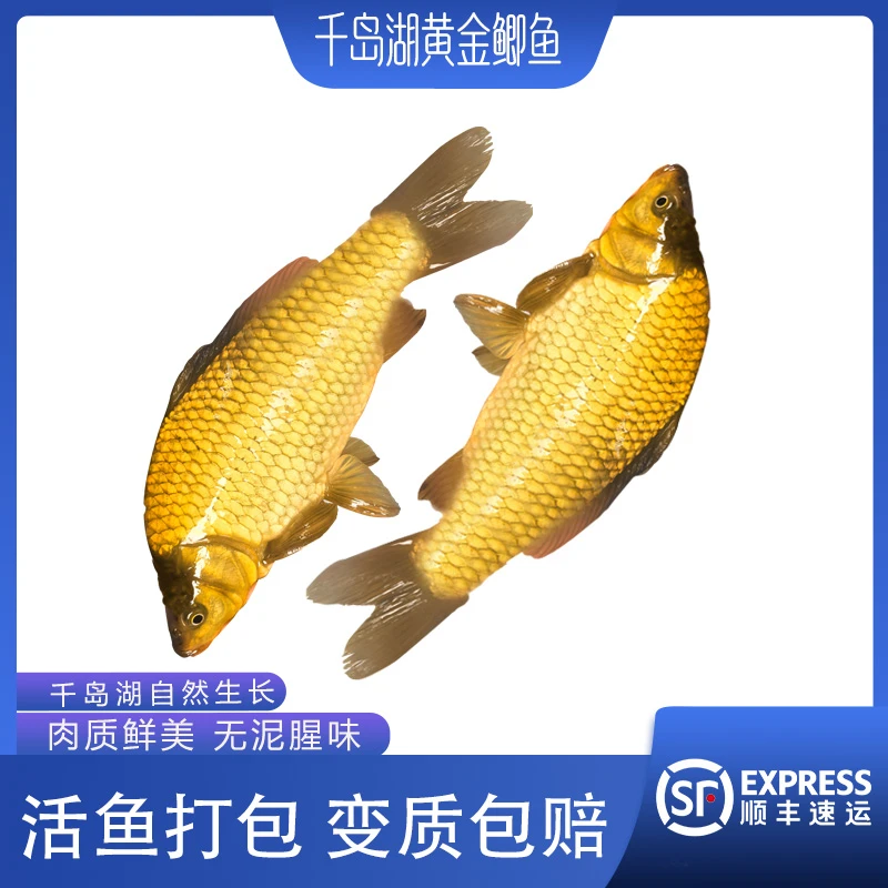 【先亏1万单】活鱼现发正宗千岛湖黄金鲫鱼新鲜捕捞孕营养丰富整条 1.2-1.5斤条