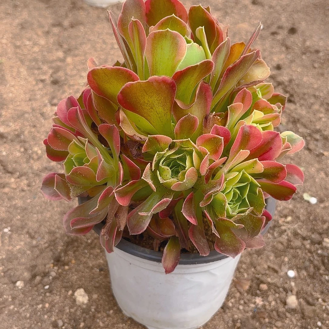 特斯拉手捧多肉植物二号