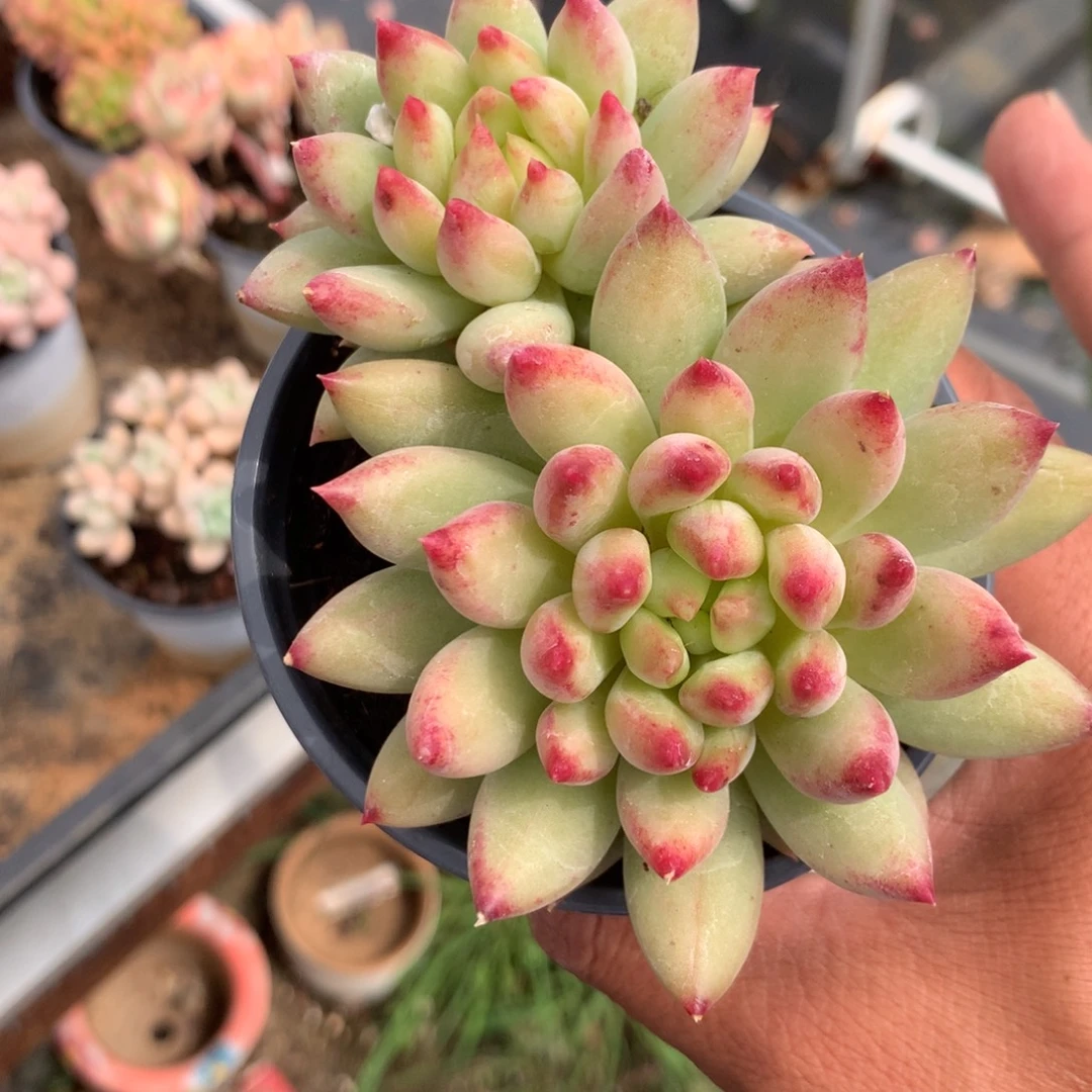 简***光我们是不合适嘛我们会分开