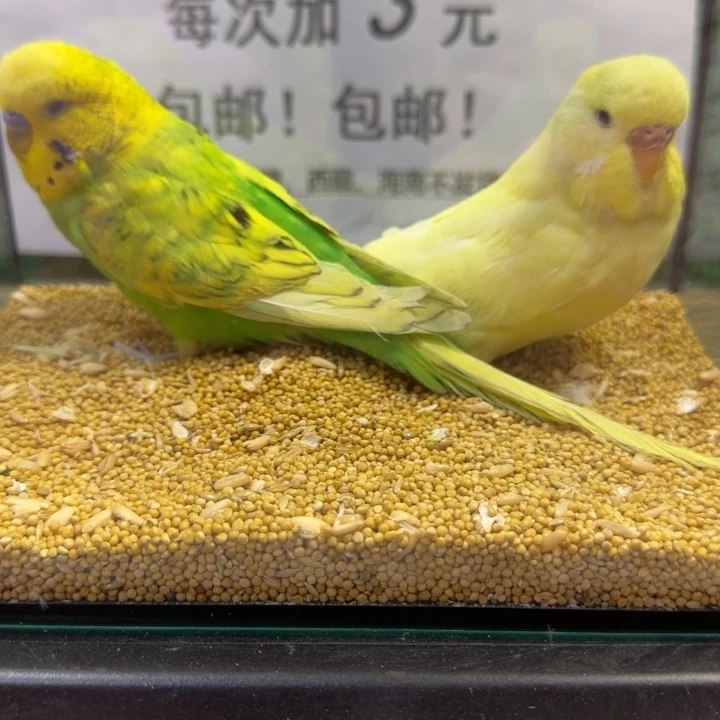 虎皮鹦鹉大头虎皮鹦鹉