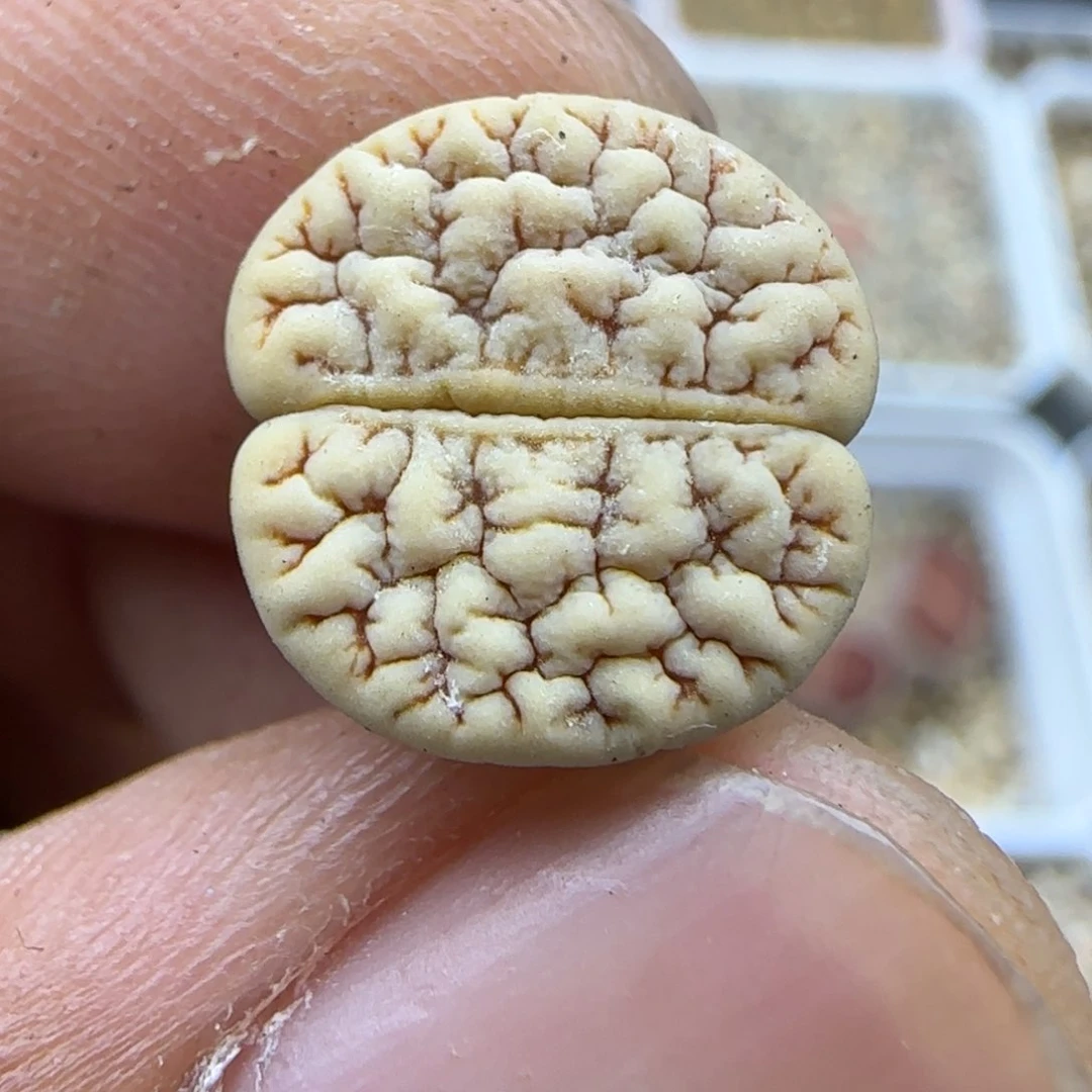 740 生石花大棚直播