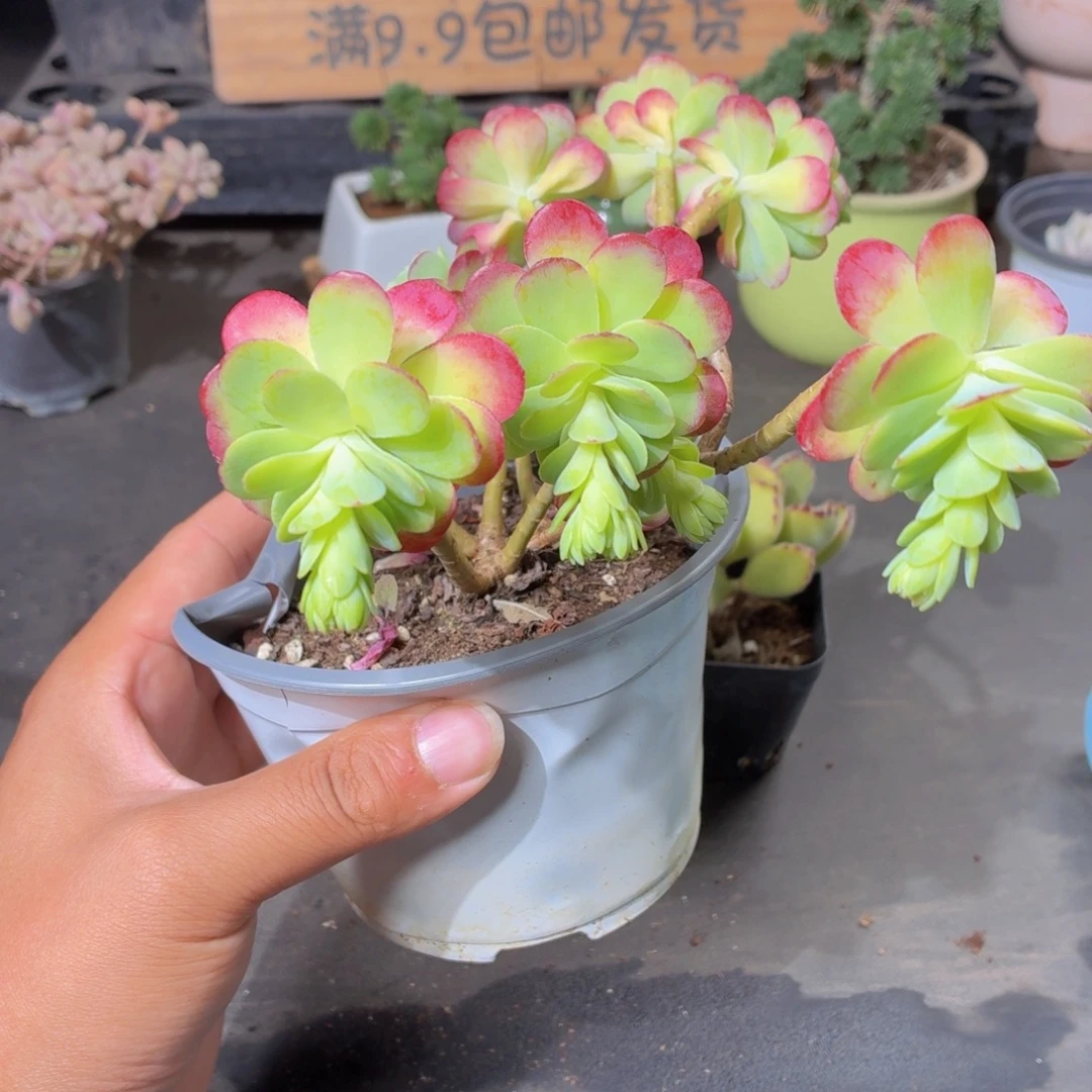 薄化妆多肉9.9包邮发货