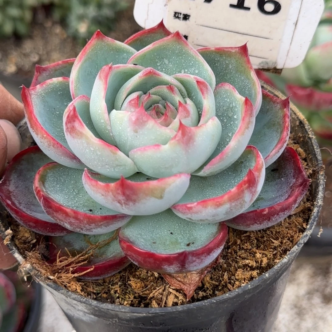 玫瑰惊鸿一物一拍包装收缩花旱716