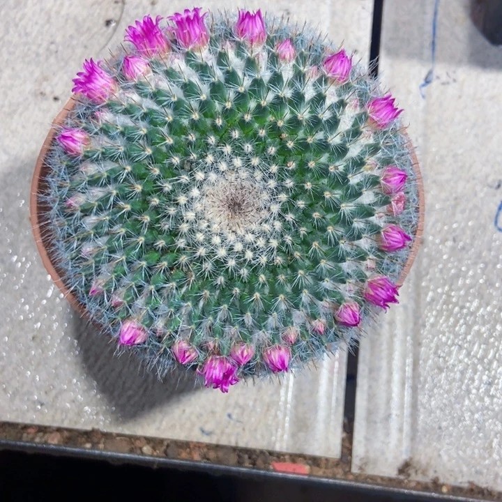 无花朵大玉米111111111111111111个