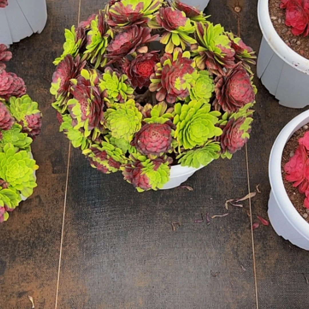 【闪购商品】快**行11111111111111