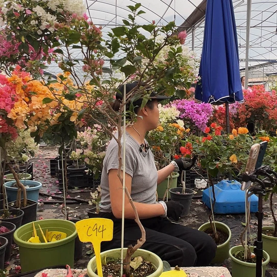 大部分花苞少量开放C94三角梅