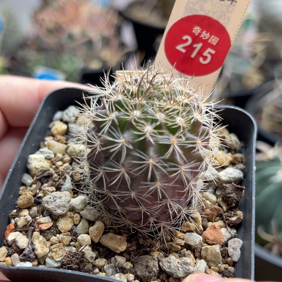 实生暗黑玉3.4cm一棵