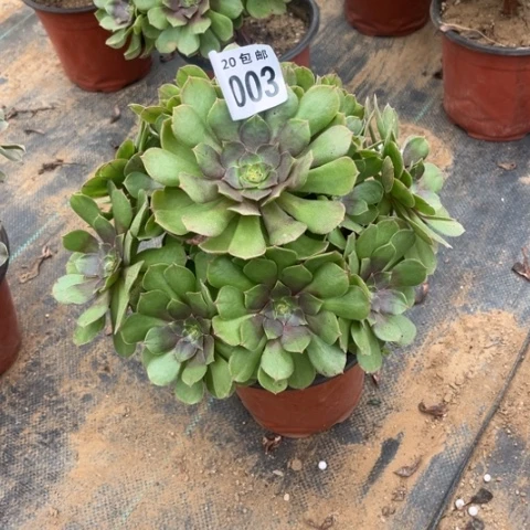 003万圣节不包断枝