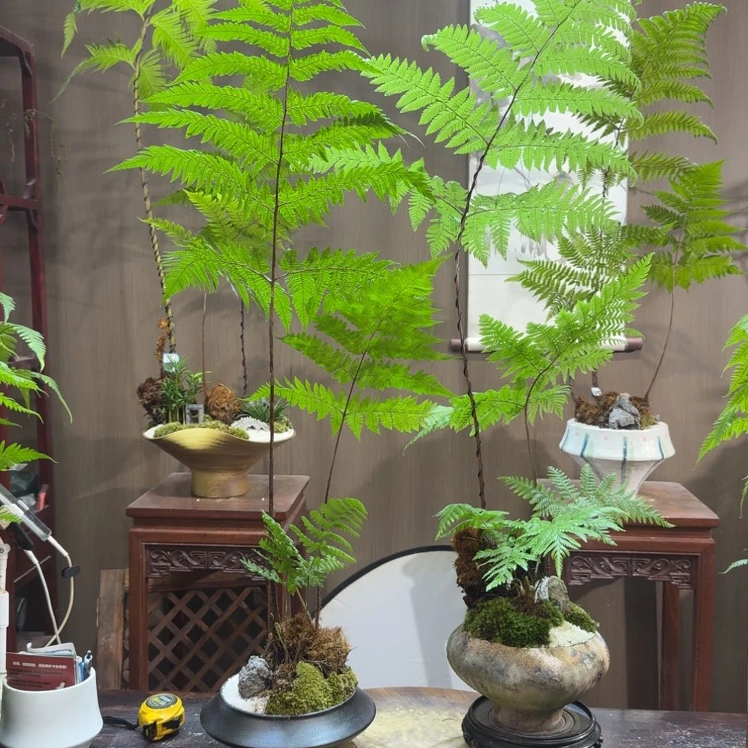 谁***？无花朵蕨类植物一物一拍