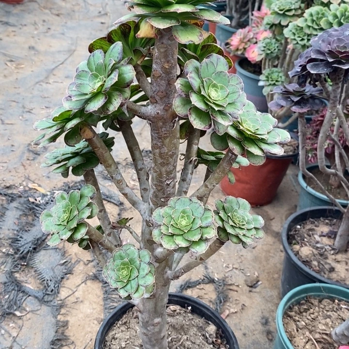 ｖ锦24多肉植物法师法师