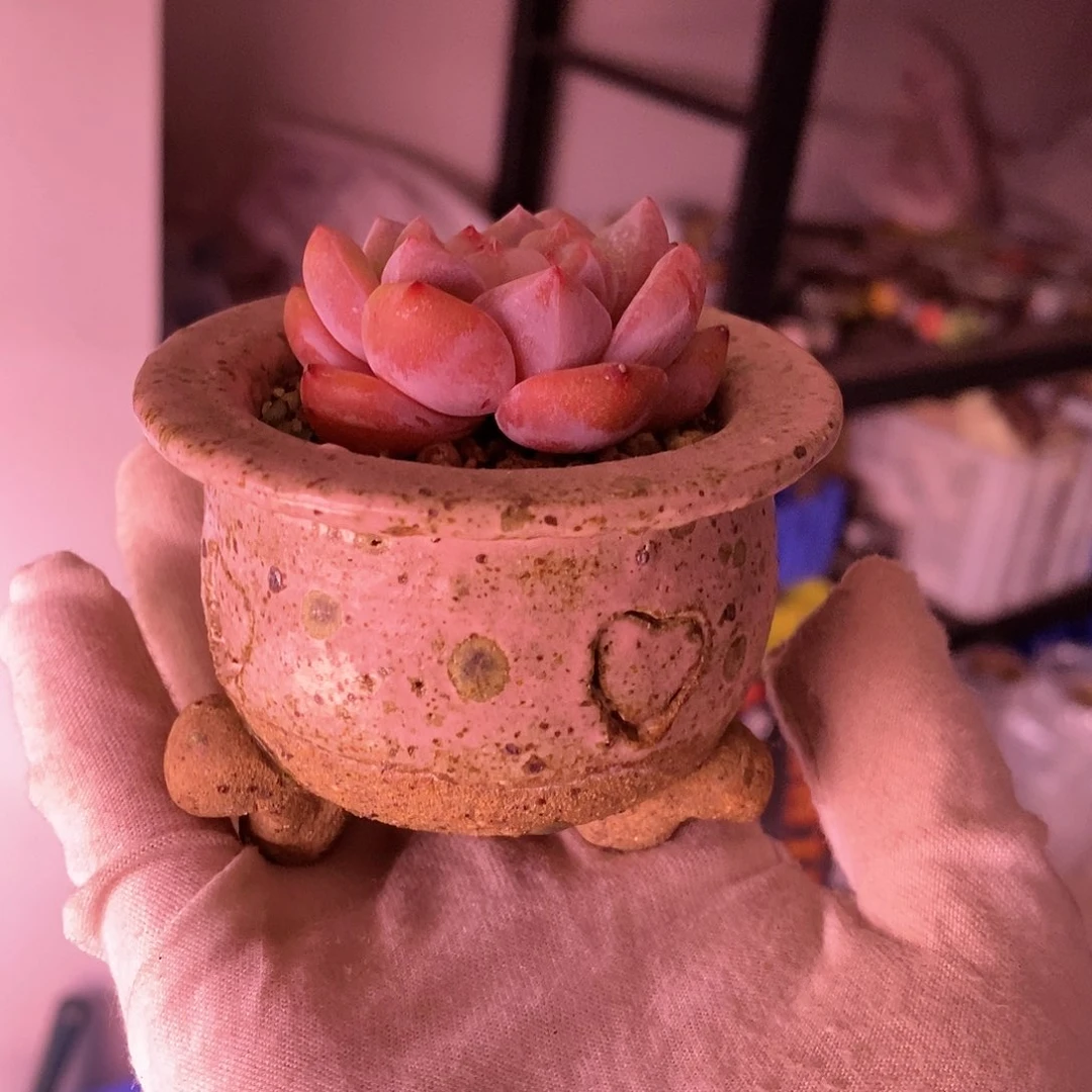 红陶可***主处理的，处理