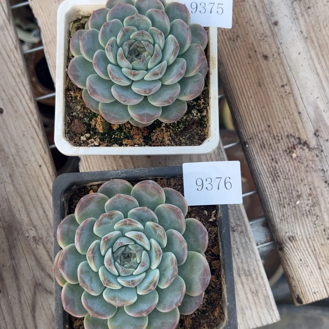 奶***丁9375 9376肉肉肉