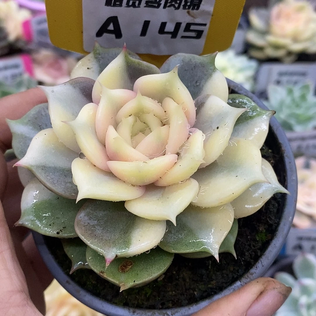 胭***脂145哈哈哈哈哈哈哈哈哈