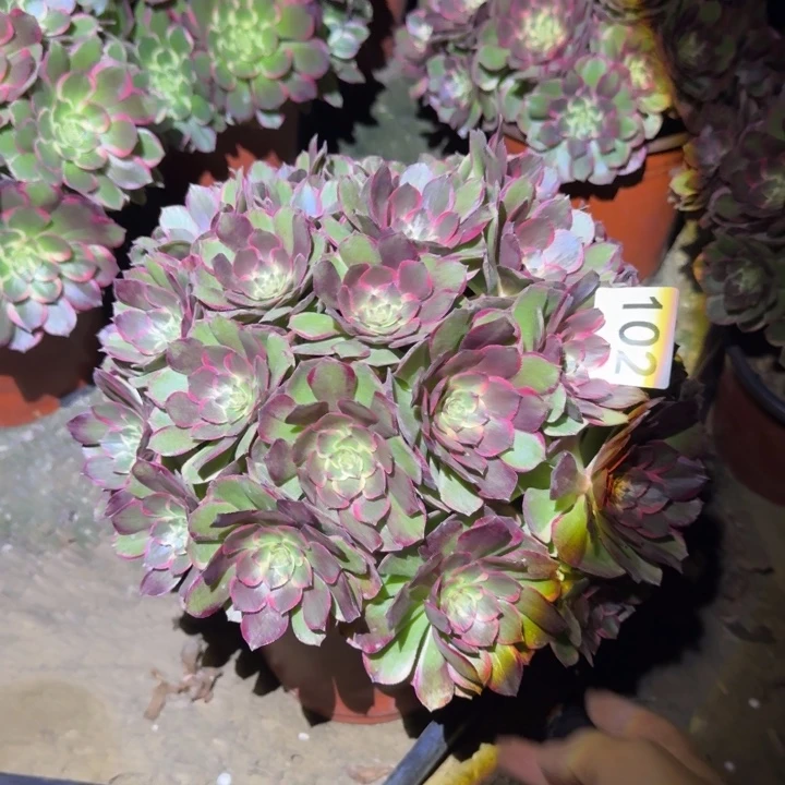 粉花妖102号法师多厚说