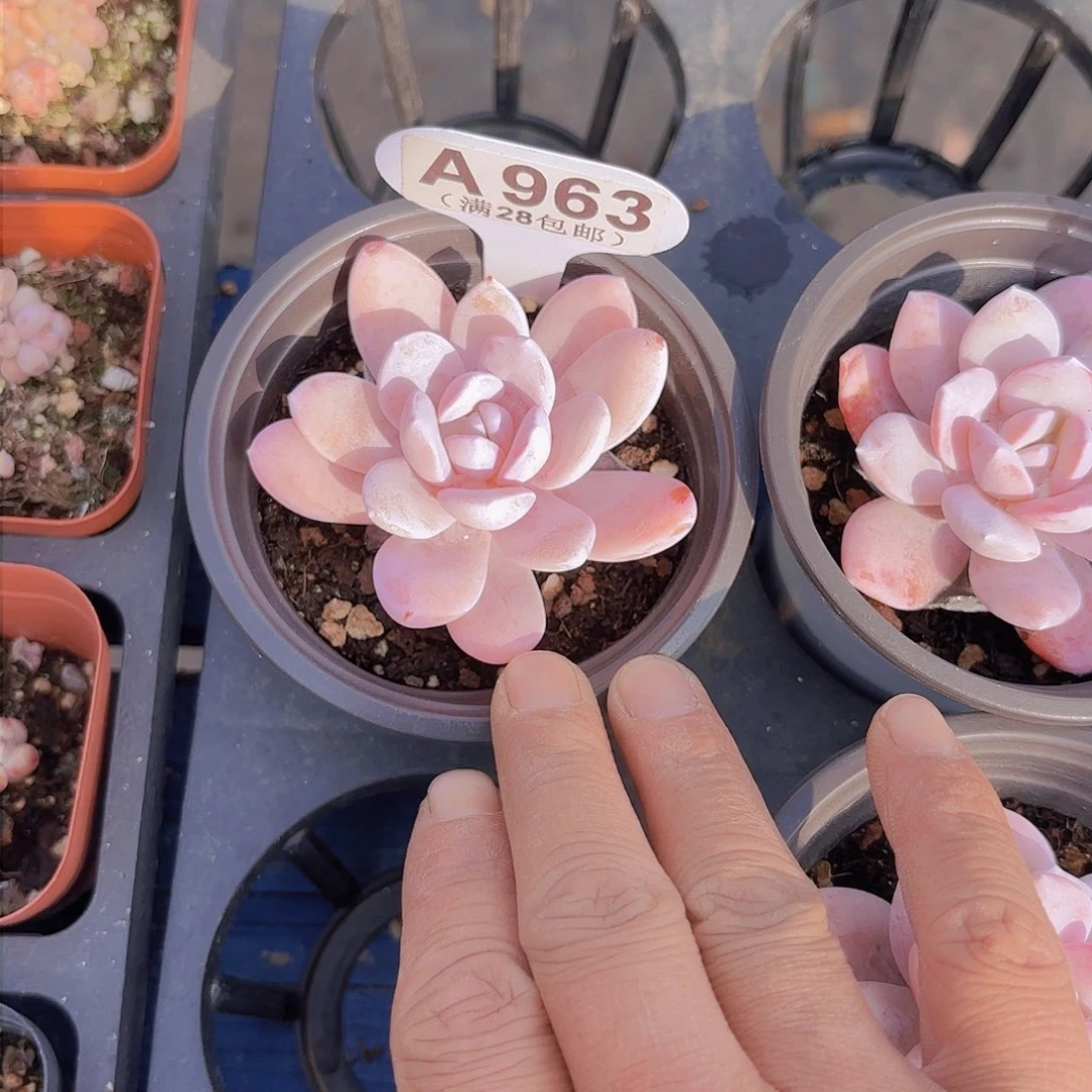 A963雪莲一物一拍