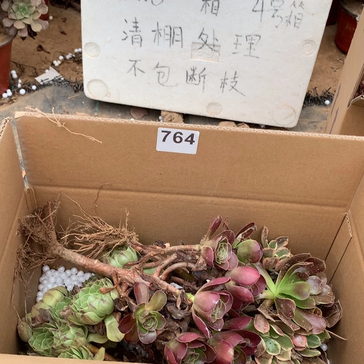 764三颗法师多肉