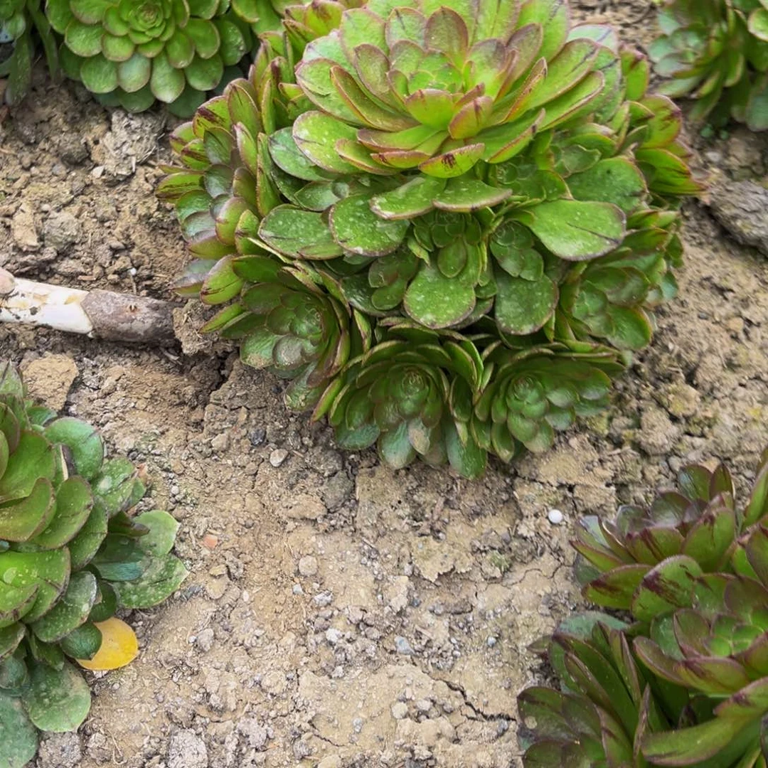 万老师多肉植物捧花的