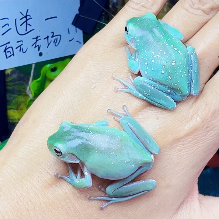 老爷树蛙08 买一送一 澳蓝姥爷树蛙